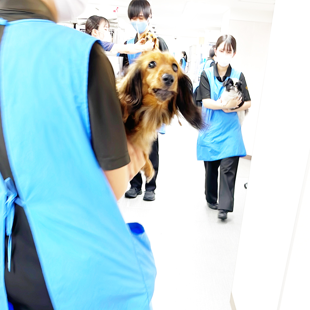 おいしくフィラリア予防♪
